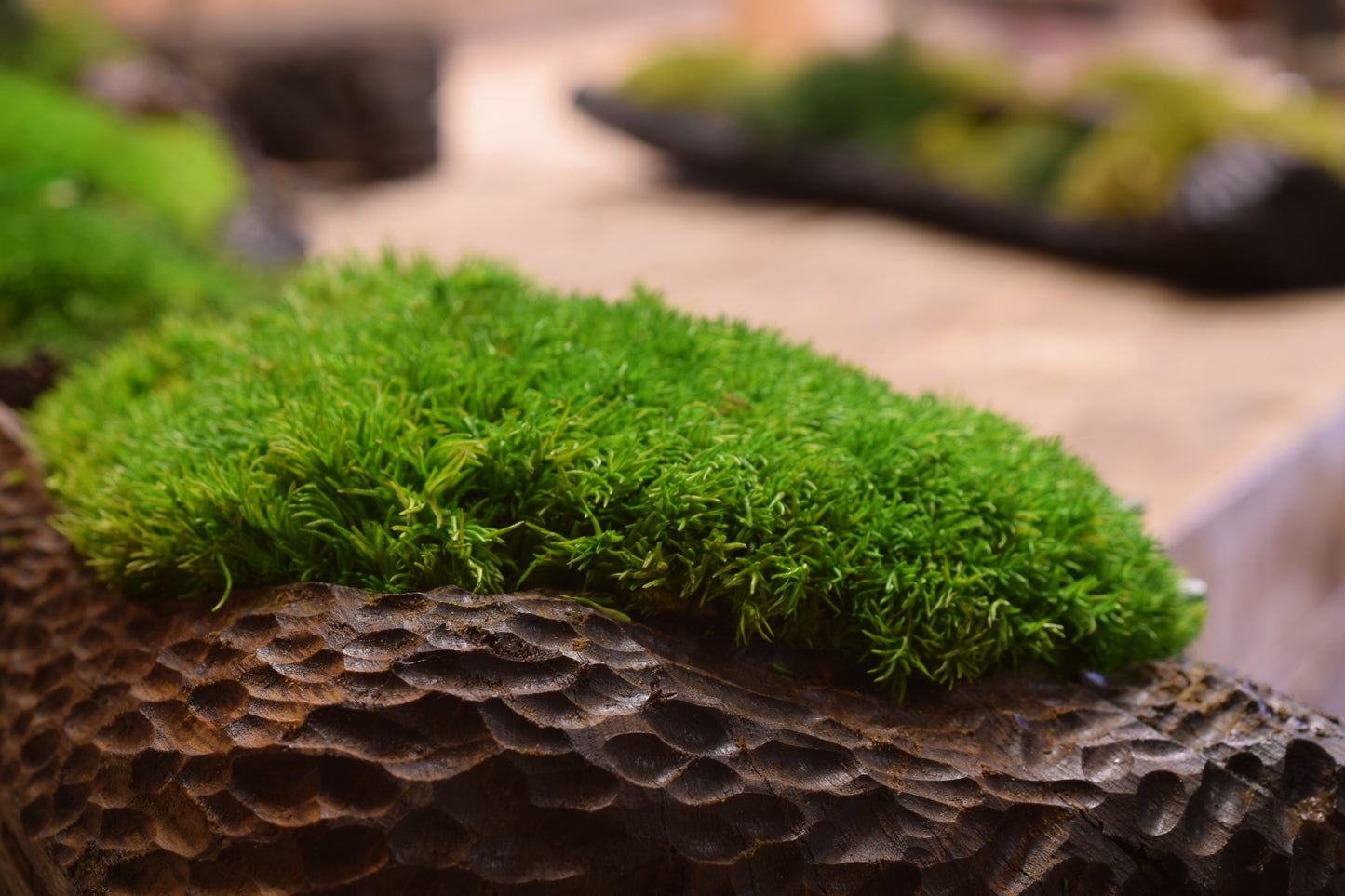 Moss II. - Bog Oak Bowl with Fossilized Moss