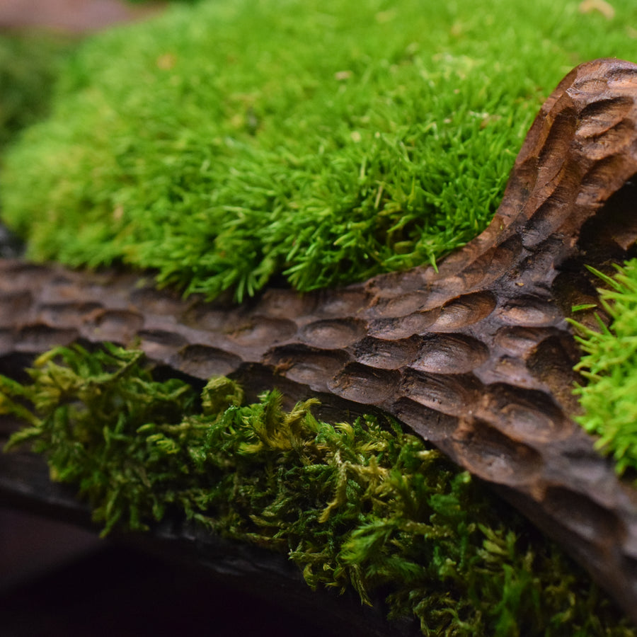 Moss II. - Bog Oak Bowl with Fossilized Moss