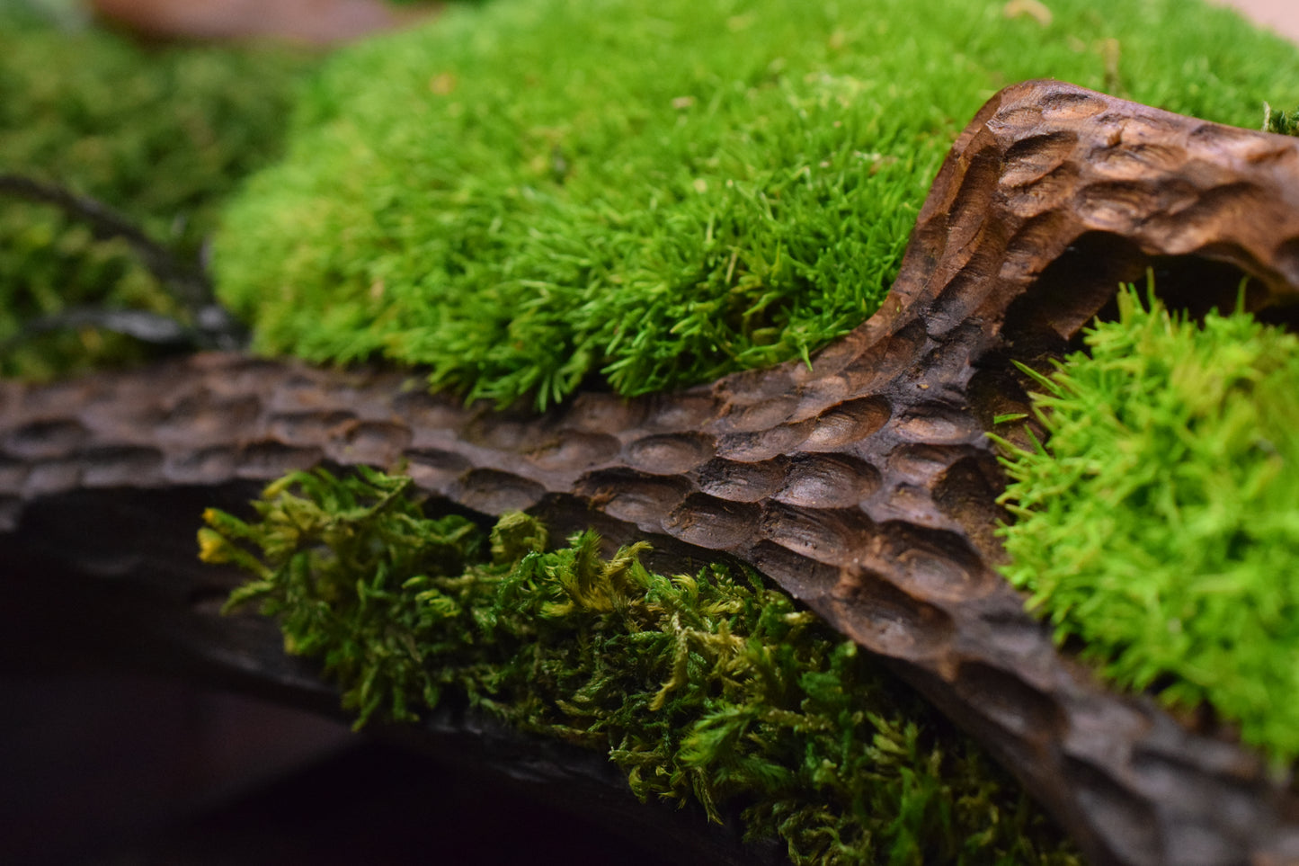 Moss II. - Bog Oak Bowl with Fossilized Moss