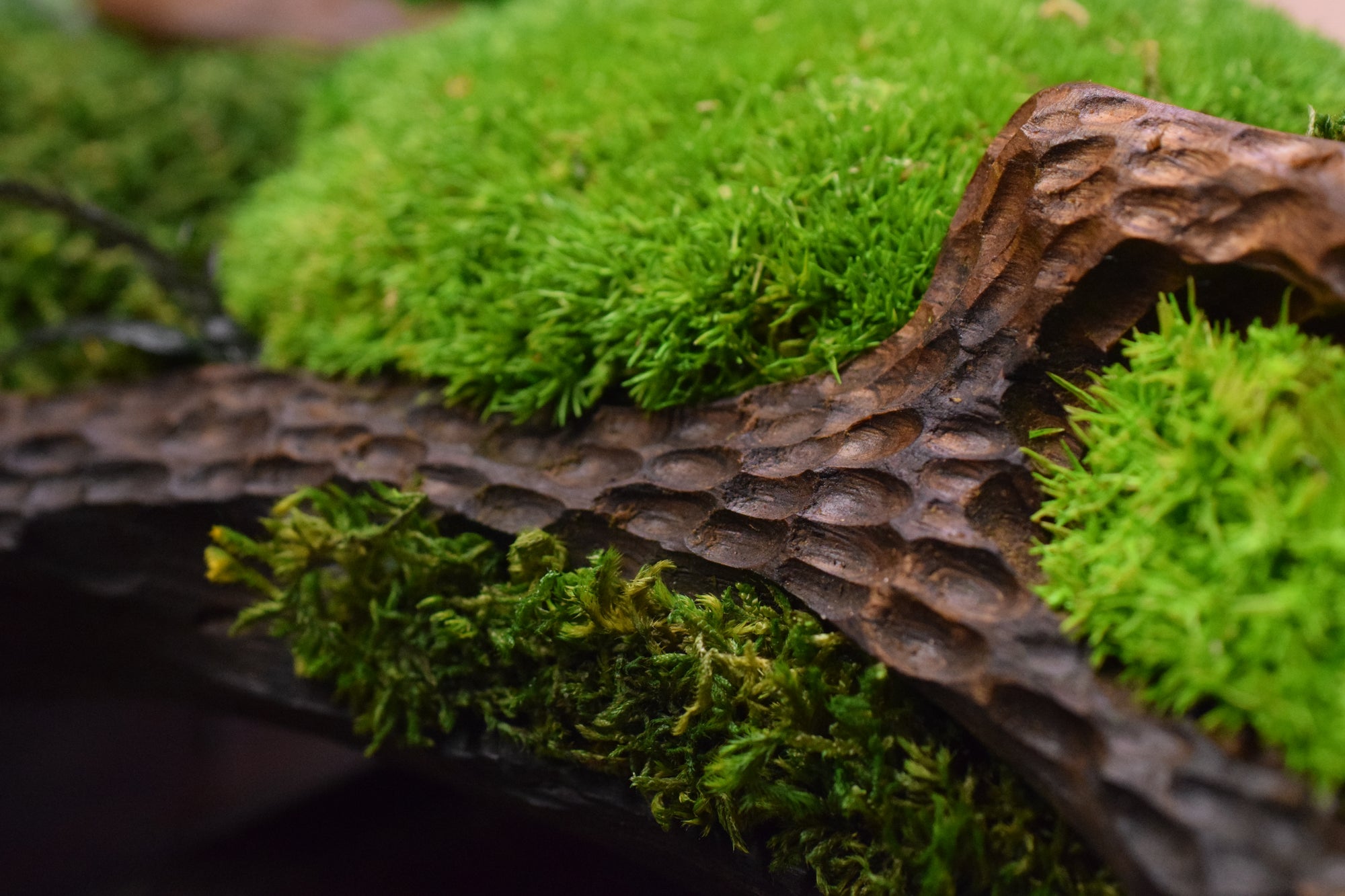 Moss II. - Bog Oak Bowl with Fossilized Moss